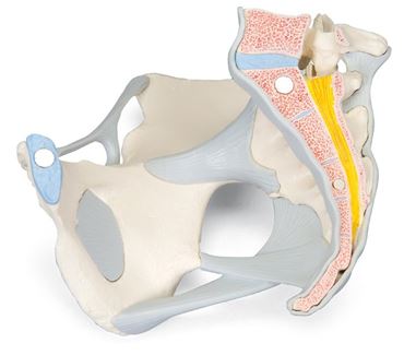 life-size models, 3-part model, model with ligaments, 6-part model