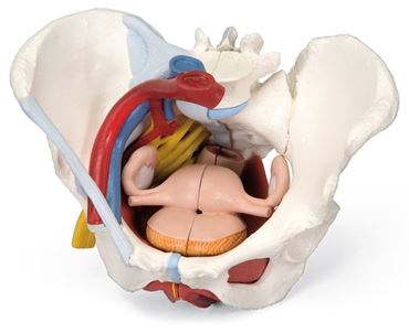 3B Scientific® Female 3-Part Pelvis for Anatomy and Physiology
