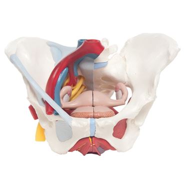 life-size models, 3-part model, model with ligaments, 6-part model