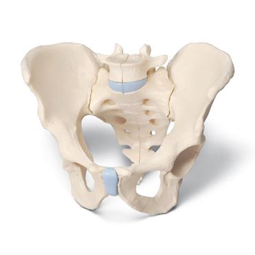 3B Scientific® Male 3-Part Pelvis for Anatomy and Physiology
