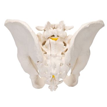 hip bones, pubic symphisis, sacrum, coccyx, fifth lumbar vertebra, intervertebral disc