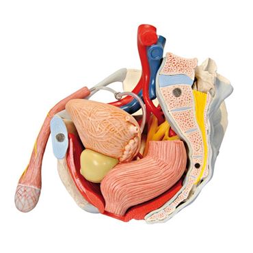 hip bones, pubic symphisis, sacrum, coccyx, fifth lumbar vertebra, intervertebral disc