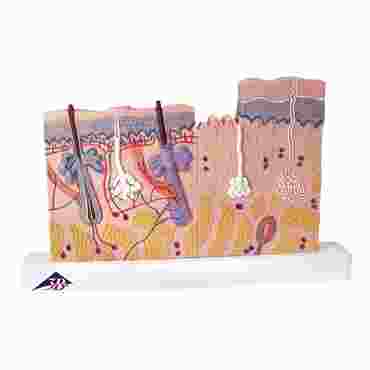 3B Scientific® Skin Section Model for Anatomy and Physiology