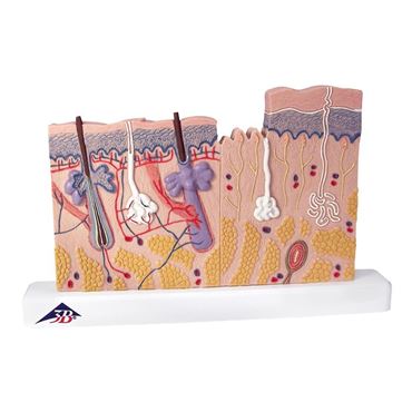 3B Scientific® Skin Section Model for Anatomy and Physiology