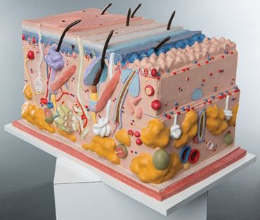 3B Scientific® Skin Block Model for Anatomy and Physiology