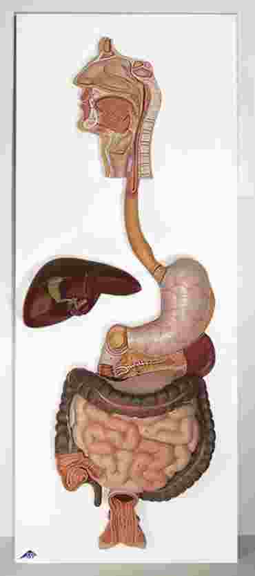 3B Scientific® 2-Part Digestive System Model for Anatomy and Physiology