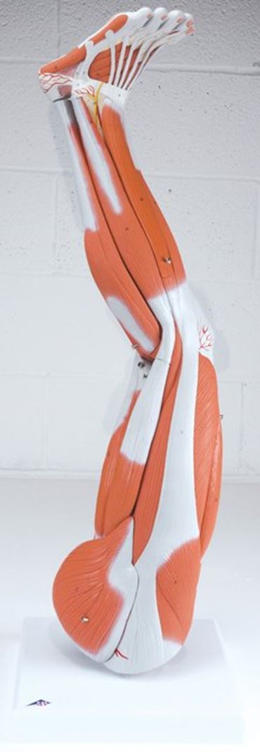 3B Scientific® 9-Part Muscular Leg for Anatomy and Physiology