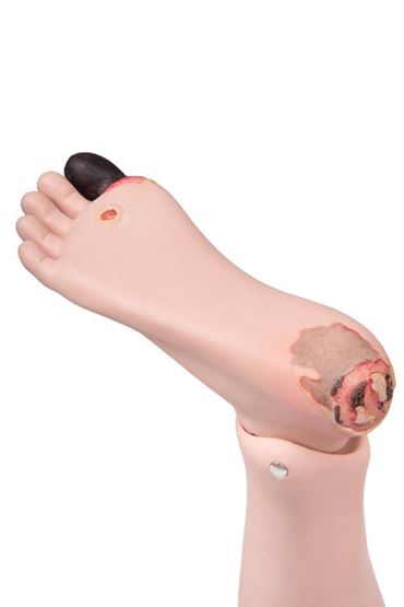 patient care, patient model, patient mankin