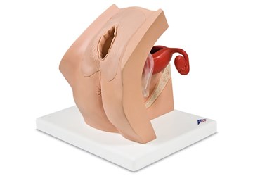3B Scientific® Model for Gynecological Patient Education for Nursing and CTE