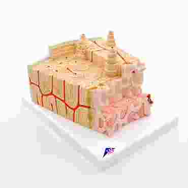 3B MICROanatomy™ Bone Structure, 80x Enlarged