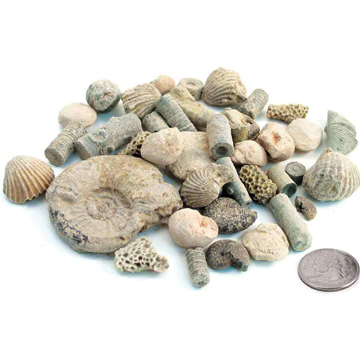 Fossil Sorting Kit