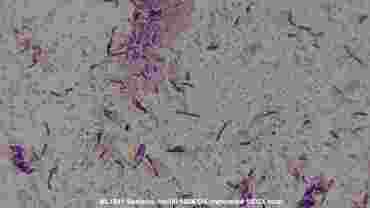 Separate Bacteria Microscope Slide