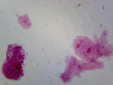 Amoeba proteus Microscope Slide