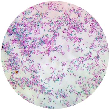 Euglena Microscope Slide
