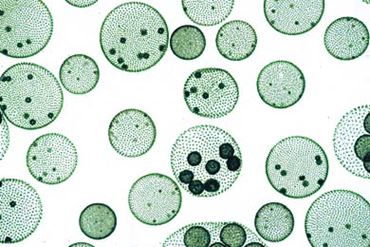 Volvox Section Microscope Slide Section