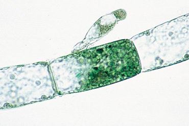 Oedogonium Microscope Slide