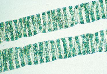 Spirogyra Small Species Microscope Slide