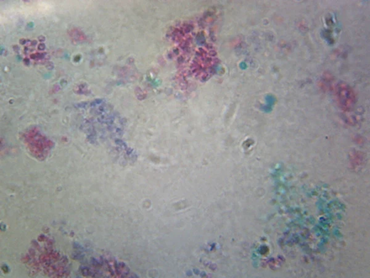Saccharomyces Microscope Slide
