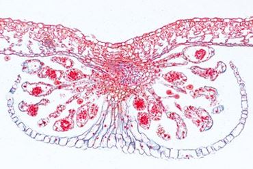 Fern Leaflet Microscope Slide