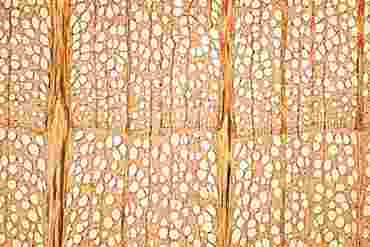 Herbaceous and Woody Stems Microscope Slide