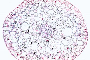 Elodea canadensis Stem Microscope Slide