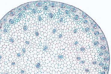 Zea mays Mature Stem Microscope Slide