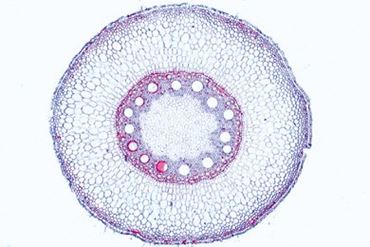 Zea Mature Root Microscope Slide