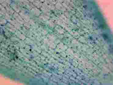 Elodea canadensis Leaf Microscope Slide