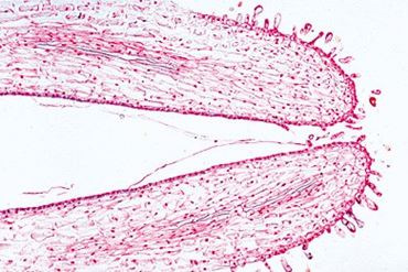 Lilium Stigma Microscope Slide