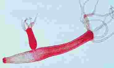 Hydra Budding Microscope Slide