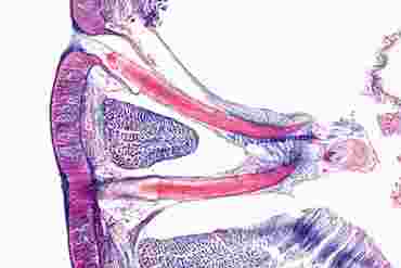 Lumbricus Microscope Slide
