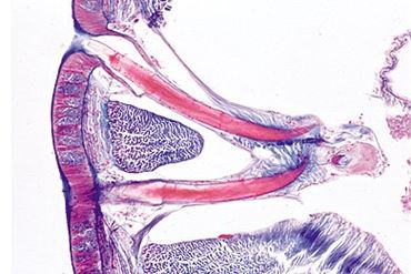 Lumbricus Microscope Slide