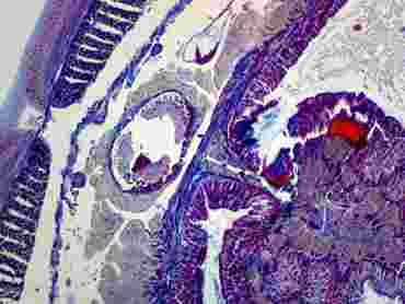 Lumbricus Microscope Slide