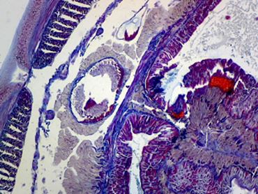 Lumbricus Microscope Slide