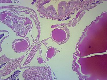 Lumbricus Two-Region Composite Microscope Slide