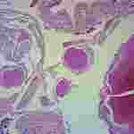 Lumbricus Two-Region Composite Microscope Slide
