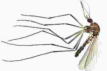Mosquito Microscope Slide