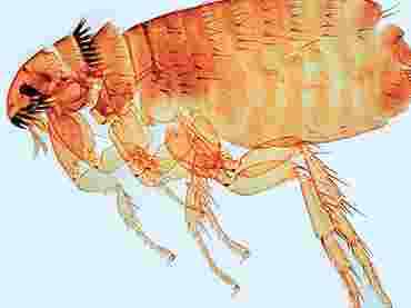 Flea Microscope Slide