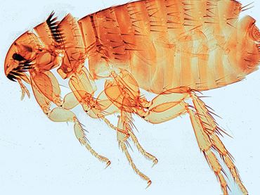 Flea Microscope Slide