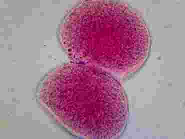 Sea Urchin Early Cleavage Stage Microscope Slide