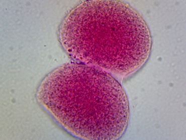 Sea Urchin Early Cleavage Stage Microscope Slide