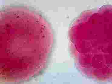 Sea Urchin Late Cleavage Stage Microscope Slide