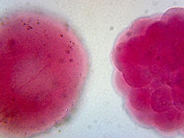 Sea Urchin Late Cleavage Stage Microscope Slide