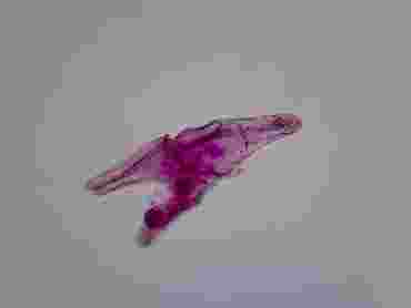 Sea Urchin Development Microscope Slide