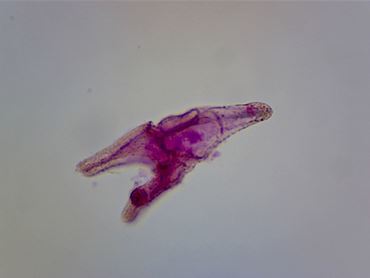 Sea Urchin Development Microscope Slide