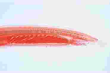 Amphioxus Microscope Slide