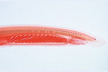 Amphioxus Microscope Slide