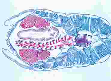 Amphioxus Composite Microscope Slide