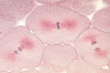 Whitefish Mitosis Microscope Slide