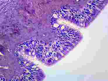 Frog Epithelium Microscope Slide
